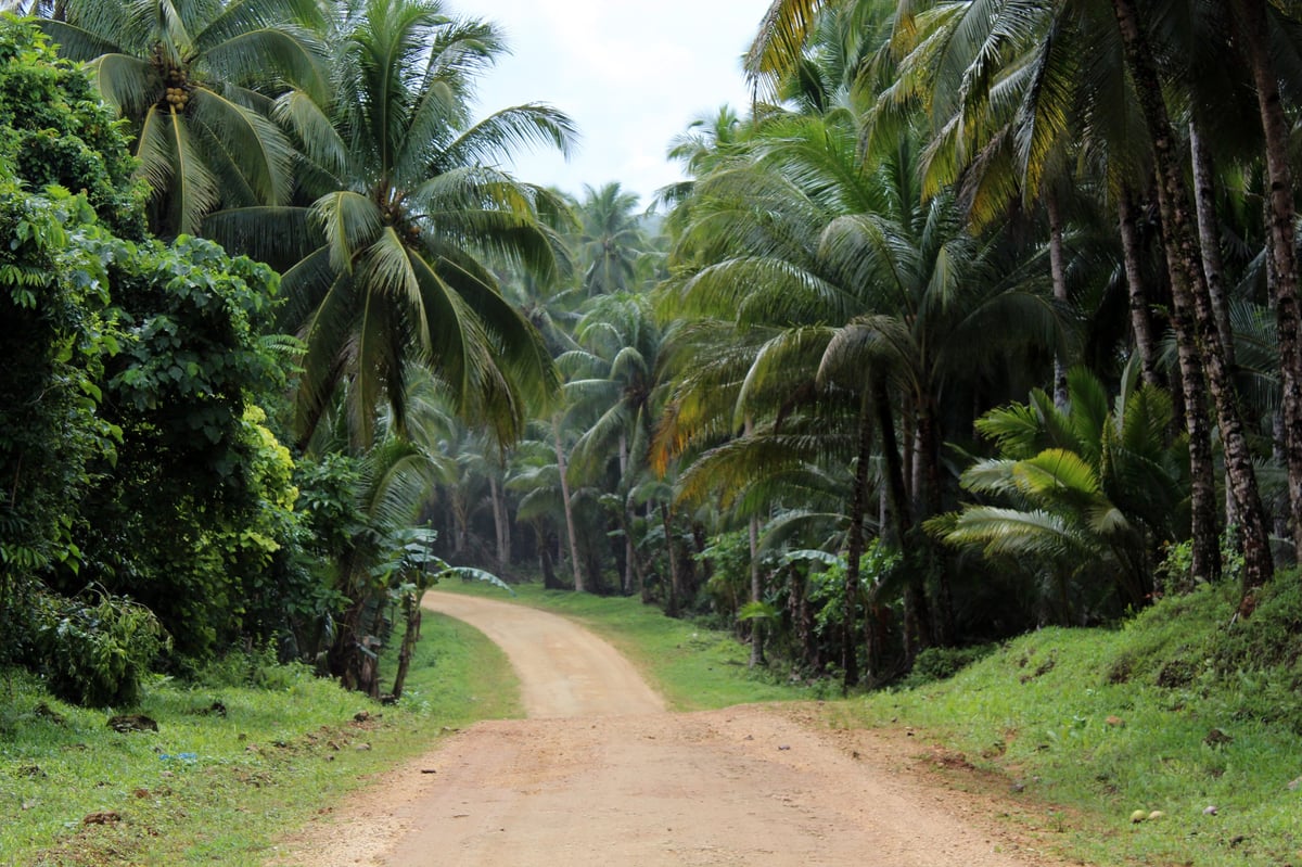 A dirt road lined with tall palm trees and lush green vegetation in a tropical forest setting